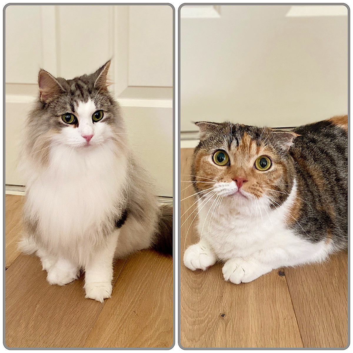 撮影ブログ】安定のお二方🐈🐈 | アニマルプロ株式会社